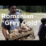 Truffle Traffick in Romania | ARTE.tv Documentary