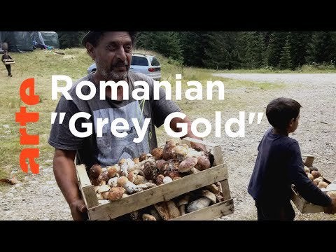 Truffle Traffick in Romania | ARTE.tv Documentary